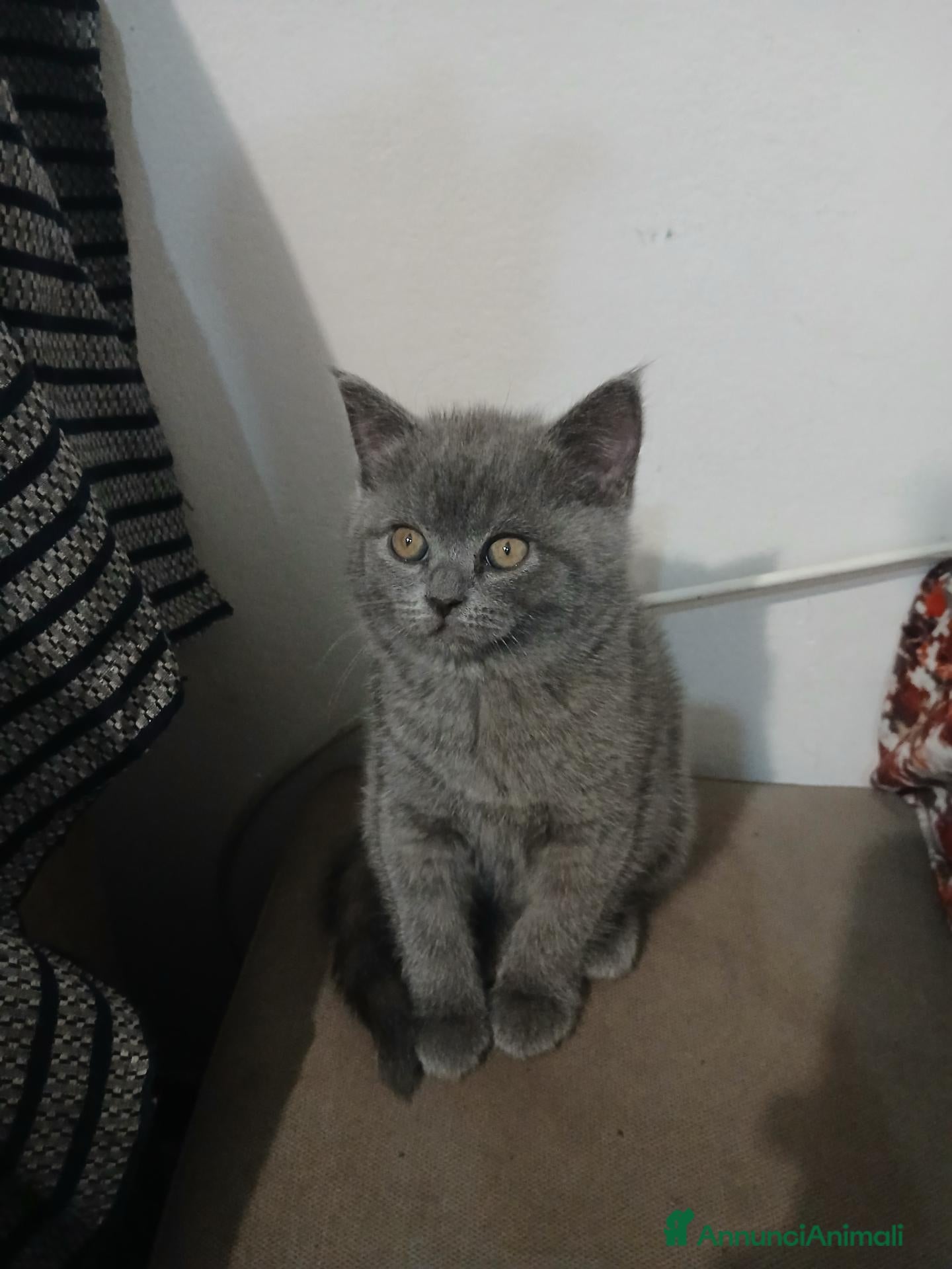 Scottish gatti cuccioli scottish fold e straight  - Annuncio 41