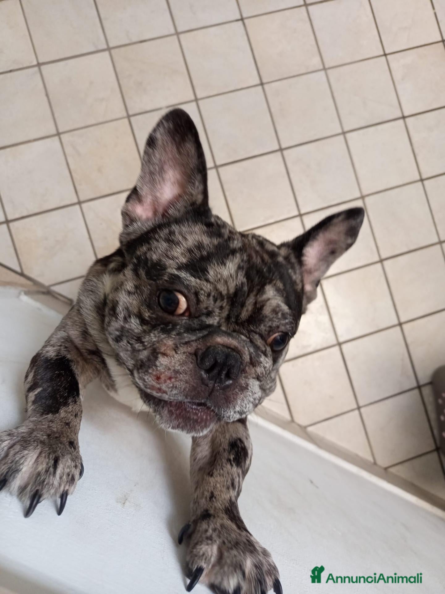 Bulldog Francese cani Bulldog francese Merle  - Annuncio 9