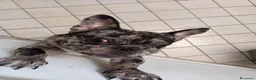 Bulldog Francese cani in vendita: Bulldog francese Merle  a Città Metropolitana di Napoli - Annuncio 1