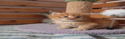 Siberiano gatti in vendita: Gattini siberiani  - Annuncio 5