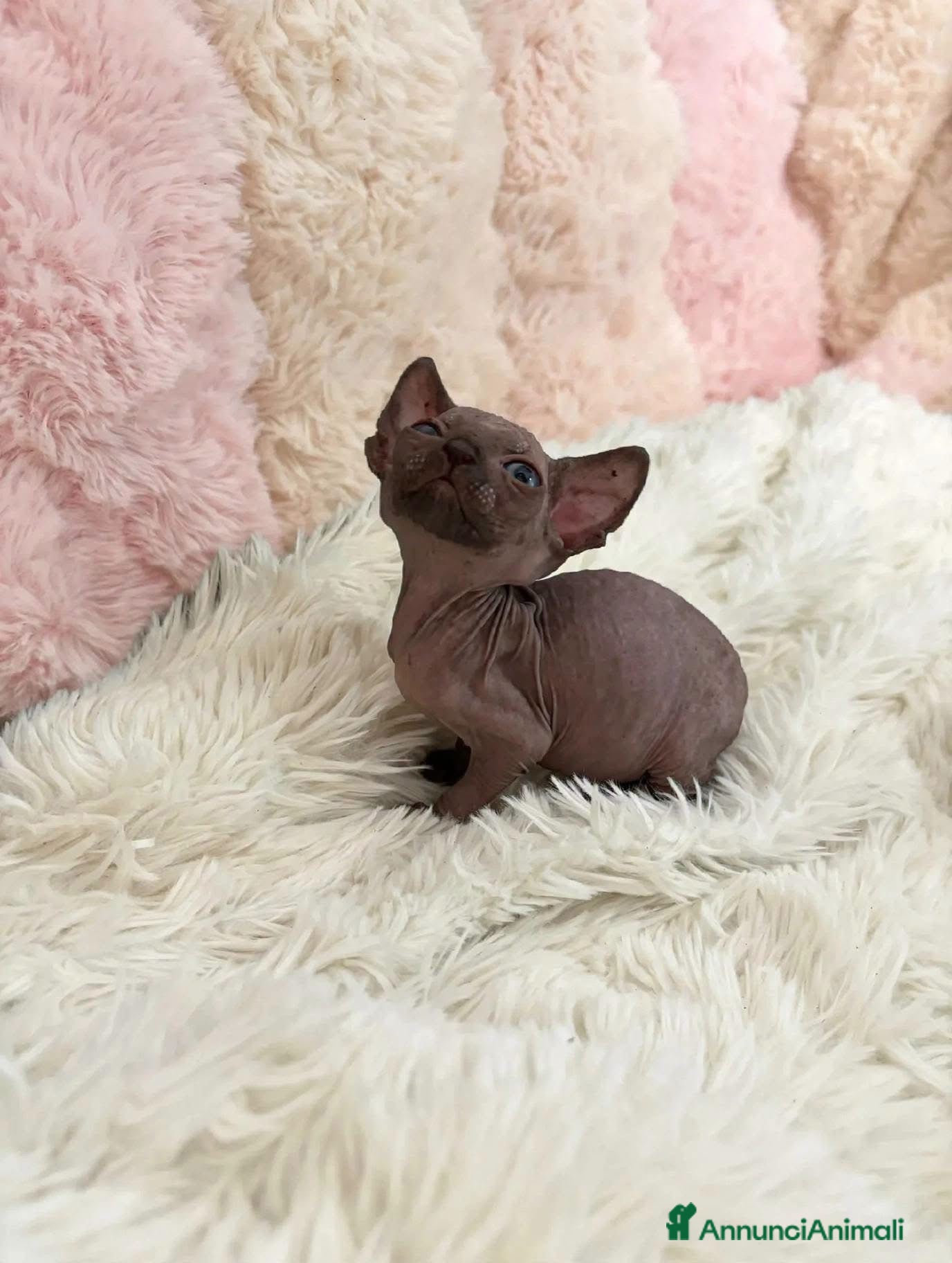 Sphynx gatti Sphynx o gatto nudo - Annuncio 2