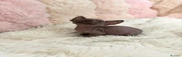 Sphynx gatti in vendita: Sphynx o gatto nudo - Annuncio 2