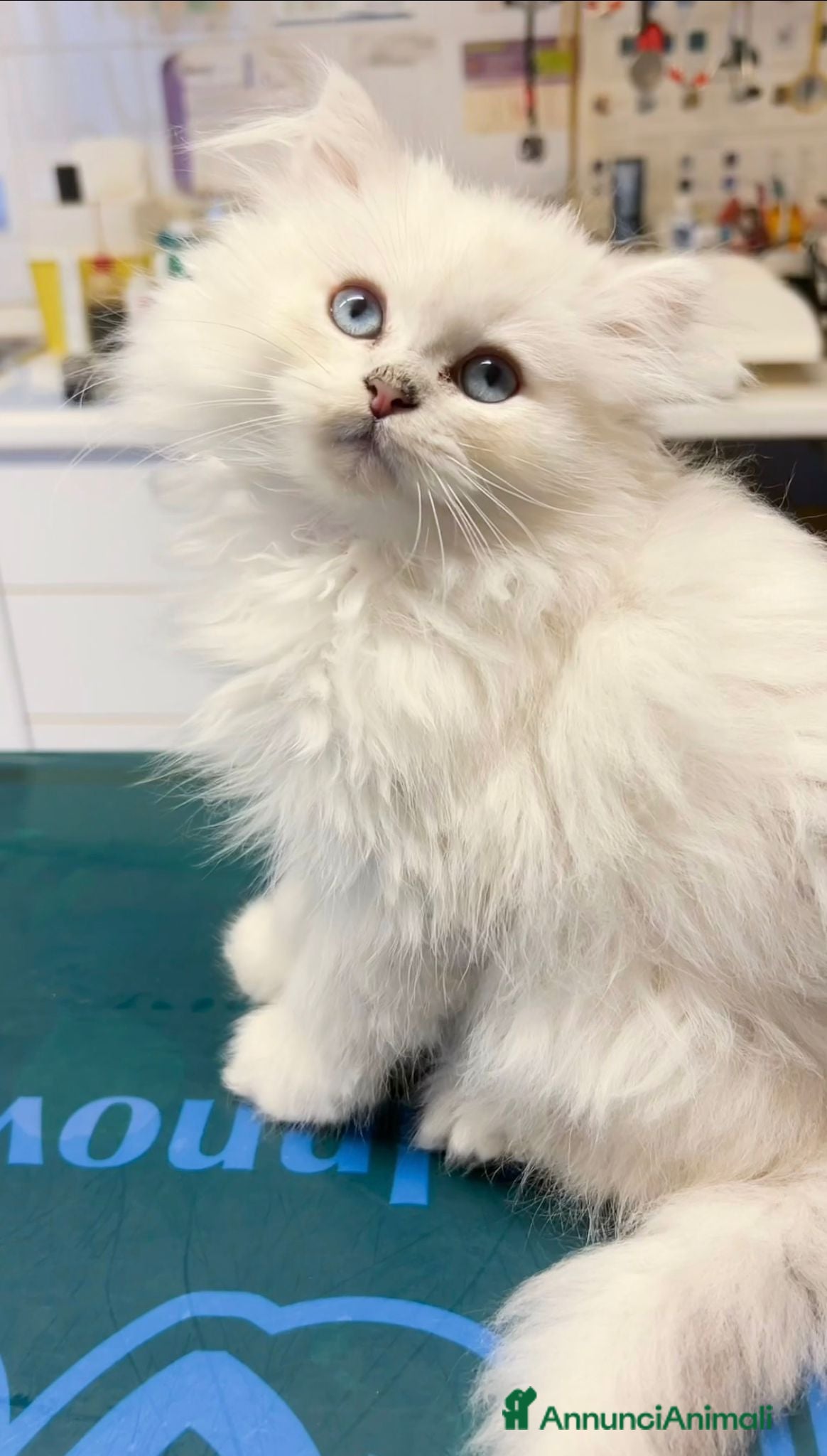 British gatti British Longhair Silver - Annuncio 2