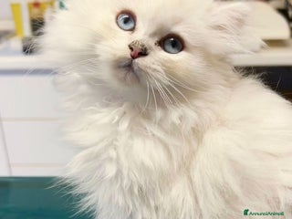 British gatti British Longhair Silver - Annuncio 1