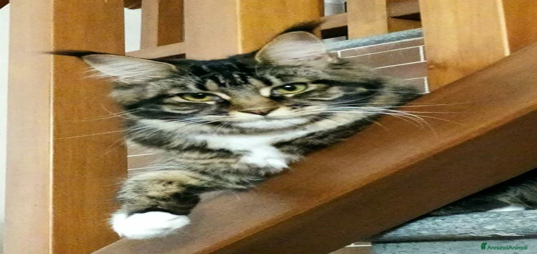 Immagine della galleria {{count}}