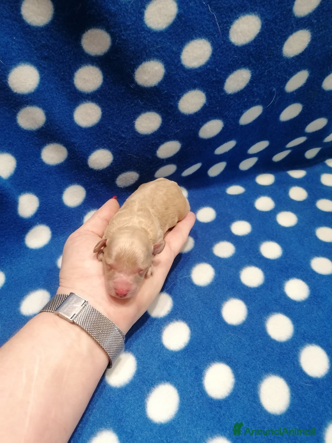 Barboncino cani in vendita: Barboncini Nani cuccioli - Annuncio 2