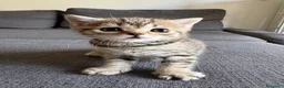Scottish gatti in vendita: Scottish straight - Annuncio 4