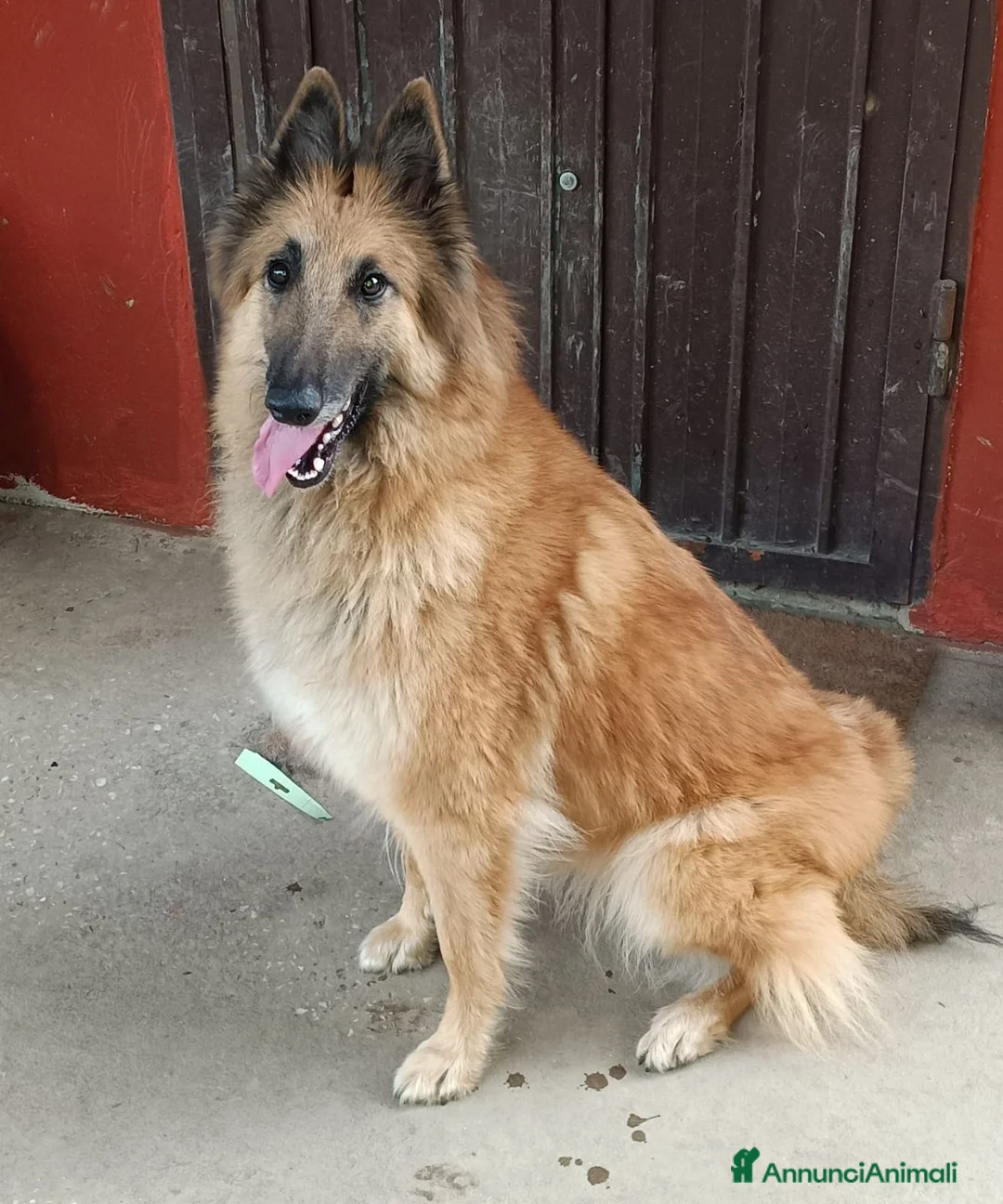 Pastore Belga cani in vendita: Ultimi tre maschietti pastore belga tervueren  - Annuncio 11