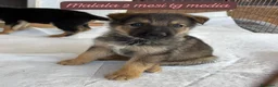 Meticcio cani in regalo: Cuccioli, non hanno chiesto di nascere  a Provincia di Brescia - Annuncio 3