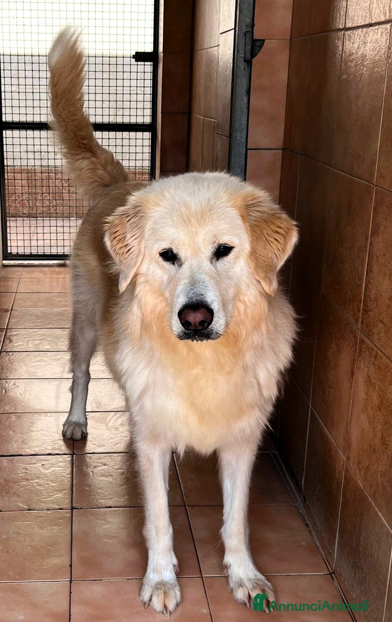 Meticcio cani SALOMONE BELLISSIMO MAREMMANO - Annuncio 35