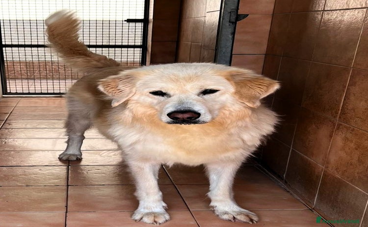 Meticcio cani - Annuncio 9