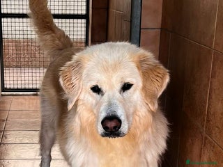 Meticcio cani SALOMONE BELLISSIMO MAREMMANO - Annuncio 28