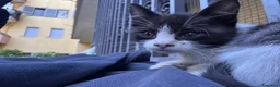 Meticcio gatti in regalo: Cercasi casa per cuccioli  - Annuncio 20