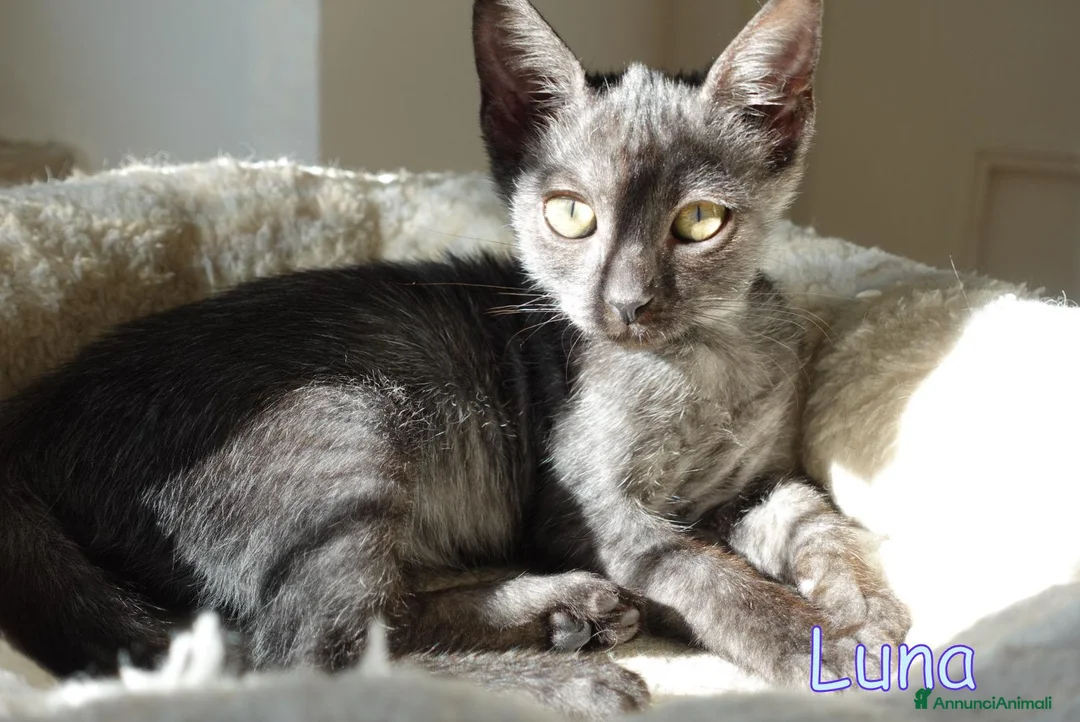 Altre razze gatti in regalo:  LUNA PICCOLA GATTINA SMOKE DOLCISSIMA - Annuncio 2