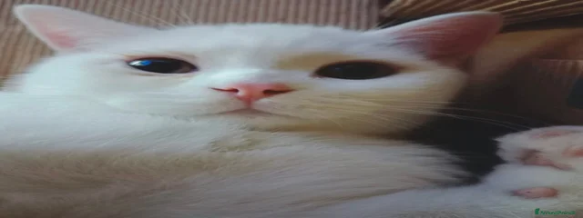 Scar