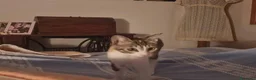 Europeo gatti in regalo: regalo gattina a Città Metropolitana di Firenze - Annuncio 2