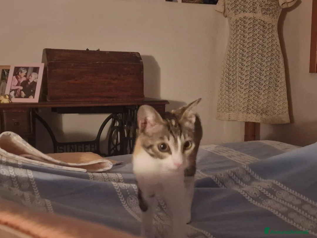 Europeo gatti in regalo: regalo gattina a Città Metropolitana di Firenze - Annuncio 2