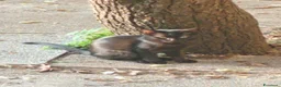 Meticcio gatti in regalo: Regalo gattini abbandonati  a Provincia di Vicenza - Annuncio 5