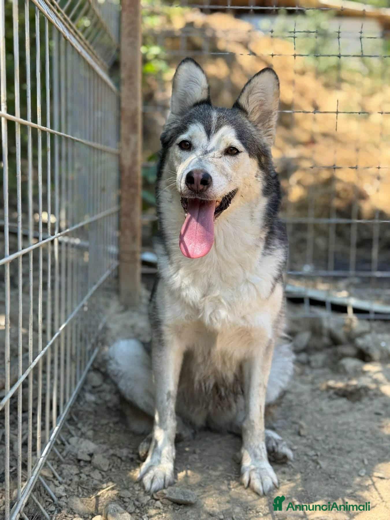 Husky cani AKIRA, tenerissima MIX HUSKY! Tg MEDIO CONTENUTA - Annuncio 2