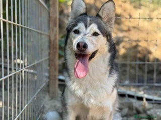 Husky cani AKIRA, tenerissima MIX HUSKY! Tg MEDIO CONTENUTA - Annuncio 22