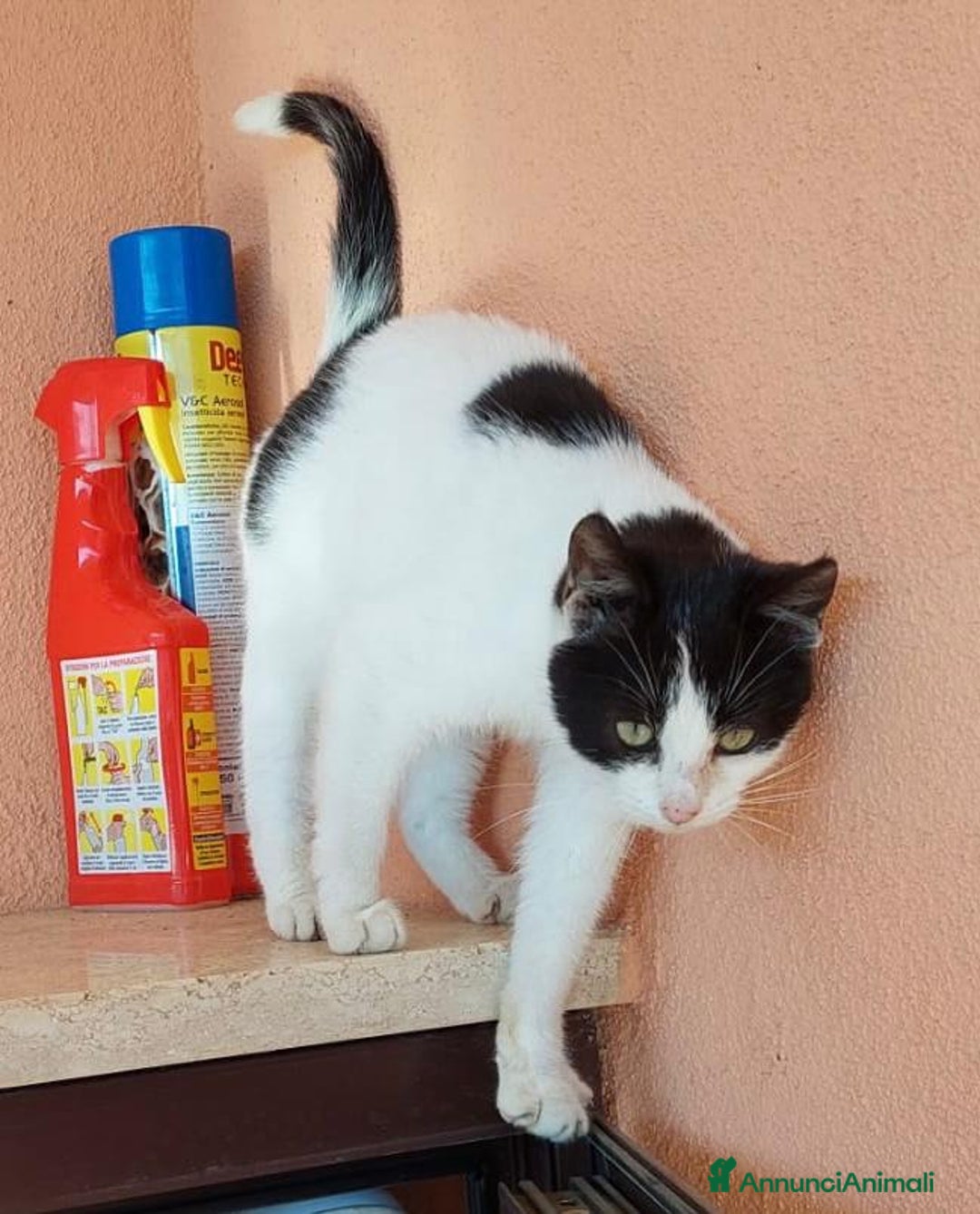 Europeo gatti in regalo: Gattino dolcissimo 4 mesi - Annuncio 2