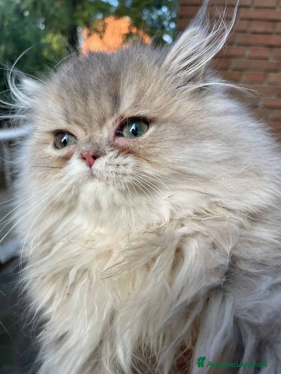 Persiano gatti in vendita: gatta persiana cucciola persiana golden shaded - Annuncio 2