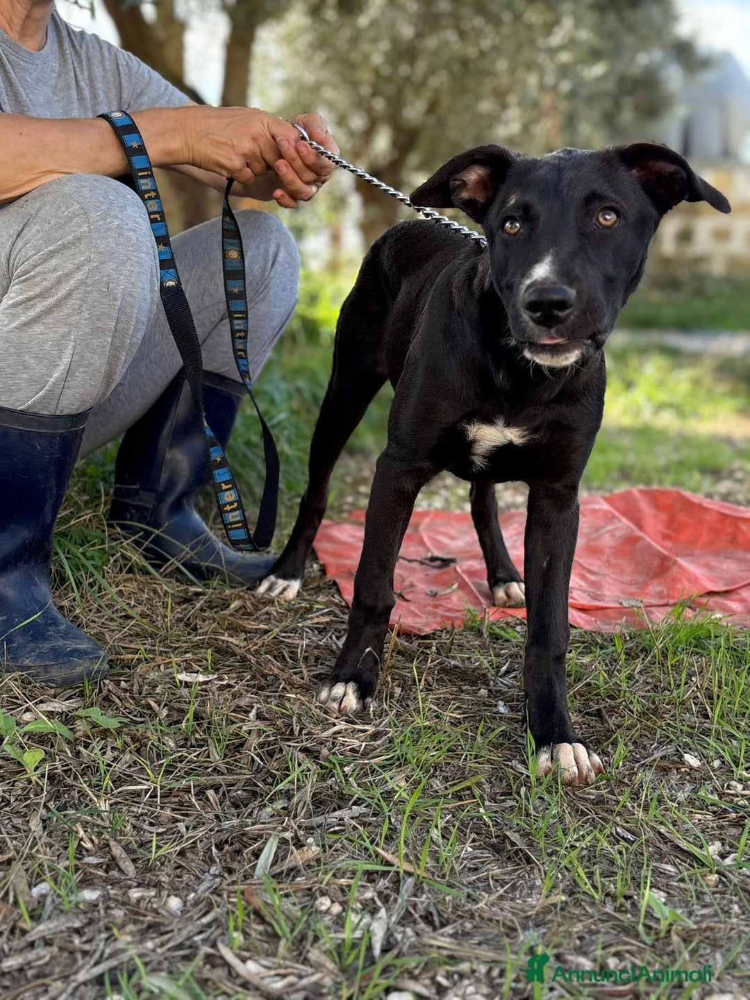 Altre razze cani in regalo: livia e loretta - Annuncio 3