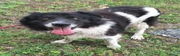 Meticcio cani in regalo: Cosmo 3 anni Taglia grande - Annuncio 2