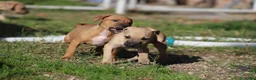 Pitbull cani in vendita: Cuccioli Pit Bull con Pedigree anche a rate - Annuncio 31