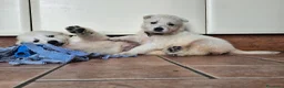 Pastore Svizzero cani in vendita: cucciolo pastore svizzero bianco a pelo lungo  - Annuncio 4