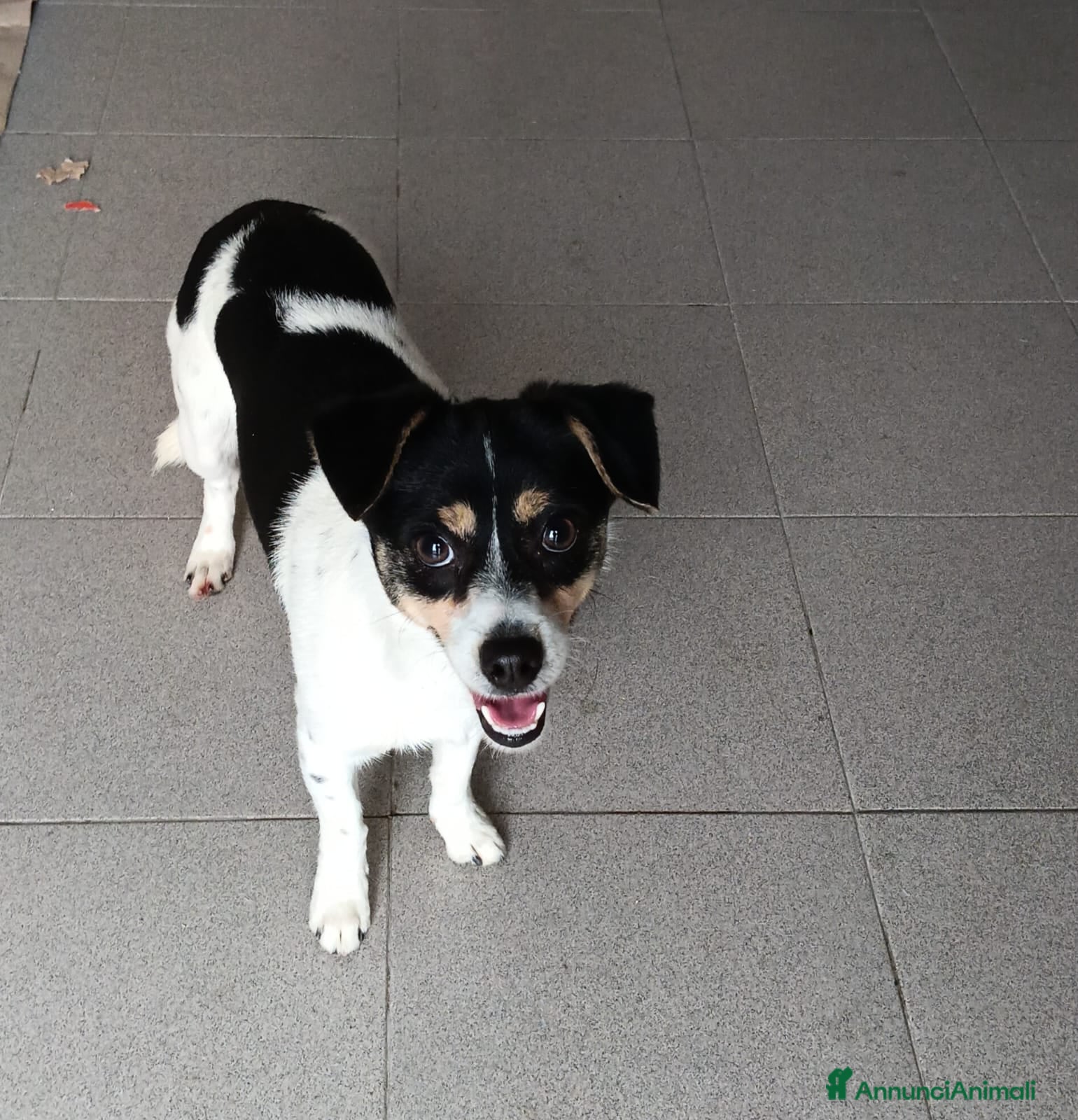 Pinscher Miniatura cani Tobi, cerca casa!!  - Annuncio 1