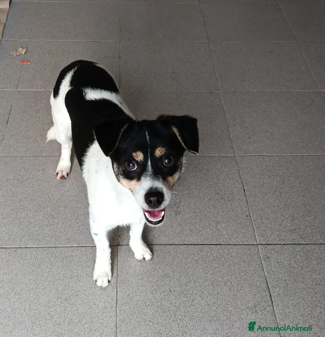 Pinscher Miniatura cani in regalo: Tobi, cerca casa!!  - Annuncio 1