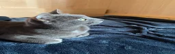 Blu di Russia gatti in vendita: Blu di Russia  - Annuncio 3