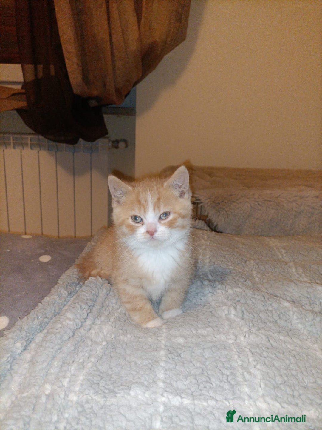 British gatti in vendita: British shorthair  - Annuncio 2