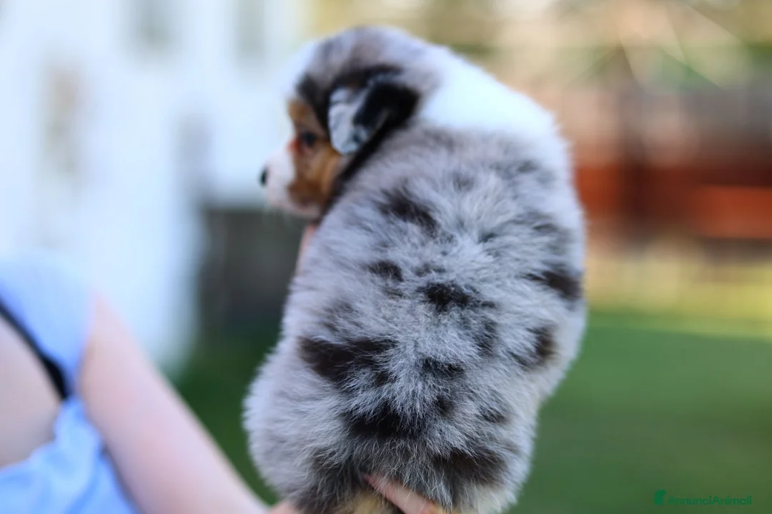 Australian Shepherd cani in vendita: Cucciola di Pastore australiano  - Annuncio 2
