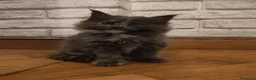 Maine Coon gatti in vendita: Meravigliosa Maine coon certificata afsi  - Annuncio 3