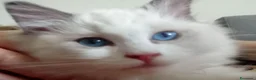 Ragdoll gatti in vendita: Piccoli ragdoll cercano casa a Provincia di Perugia - Annuncio 3