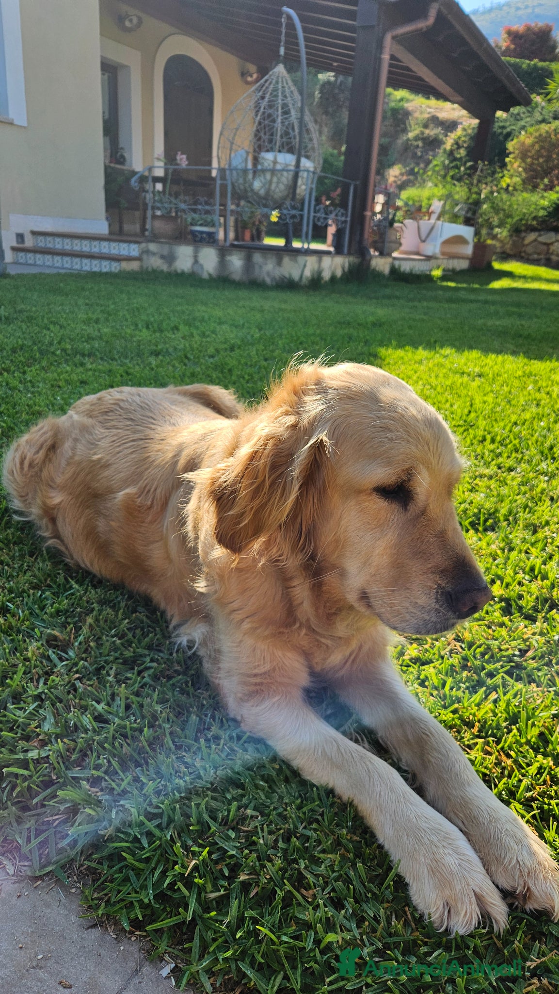 Golden Retriever cani Cuccioli Golden Retriver - Annuncio 1