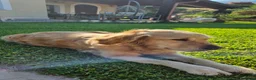 Golden Retriever cani in vendita: Cuccioli Golden Retriver a Libero consorzio comunale di Trapani - Annuncio 1