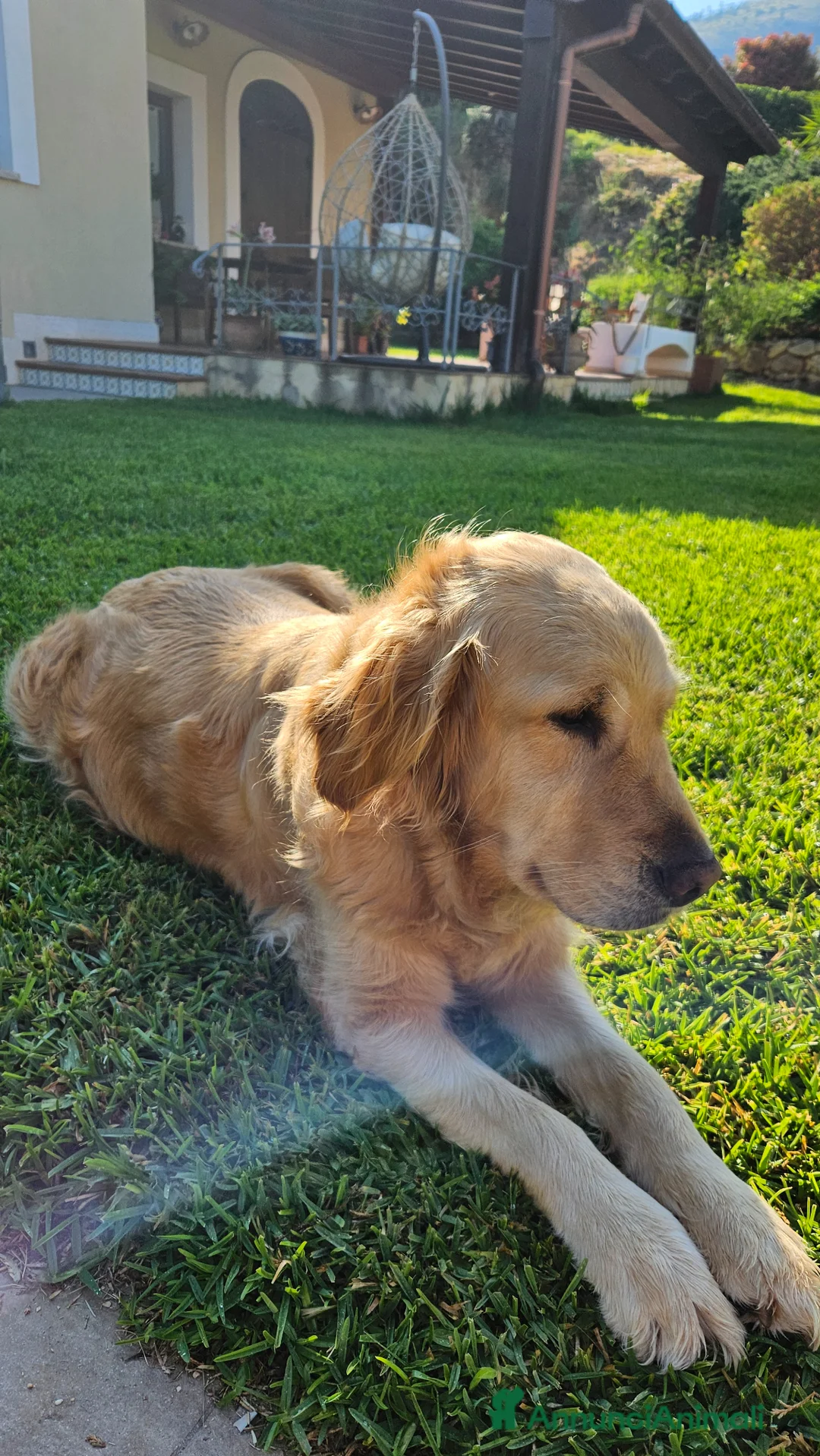 Golden Retriever cani in vendita: Cuccioli Golden Retriver a Libero consorzio comunale di Trapani - Annuncio 1