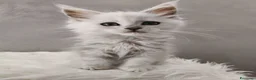 Maine Coon gatti in vendita: Cucciola Maine Coon shaded  - Annuncio 5