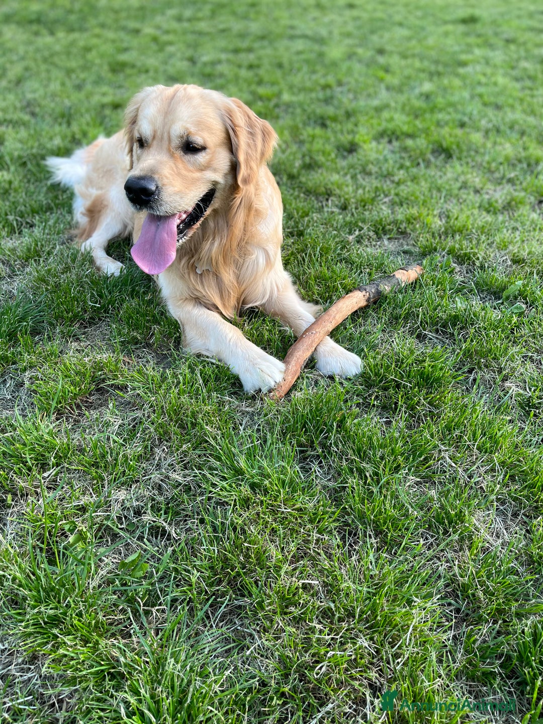 Golden Retriever cani per accoppiamento: Gregorio cerca la sua dolce metà 🐶❤️ a Provincia di Frosinone - Annuncio 7