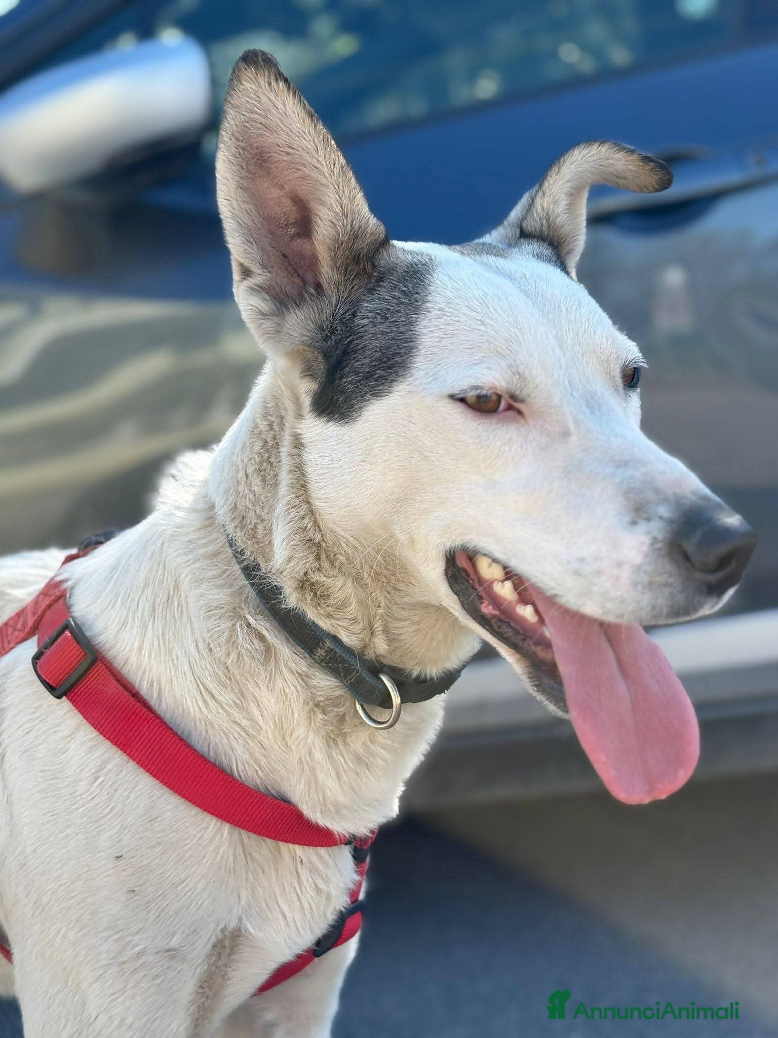 Meticcio cani 11mesi salvato da 1futuro infame!Salito a COMO SOS - Annuncio 1