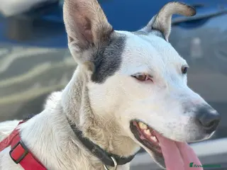 Meticcio cani 11mesi salvato da 1futuro infame!Salito a COMO SOS - Annuncio 1