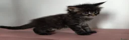 Maine Coon gatti in vendita: Bellissimo cucciolo Maine Coon - Annuncio 3