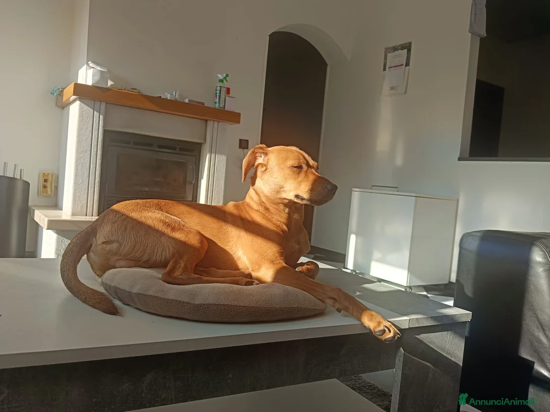 Affenpinscher cani in regalo: Cucciolo incrocio  - Annuncio 3