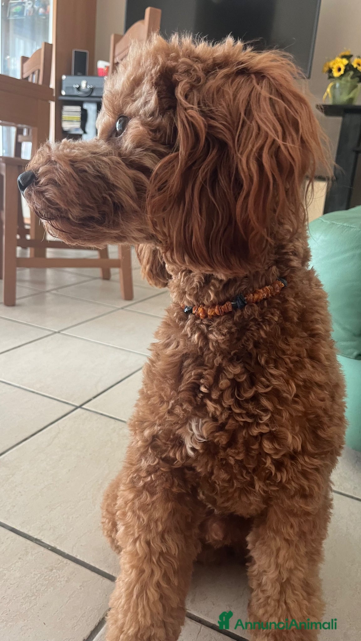 Barboncino cani per accoppiamento: CERCO BARBONCINO NANO FEMMINA DA FAR ACCOPPIARE a Città Metropolitana di Napoli - Annuncio 3