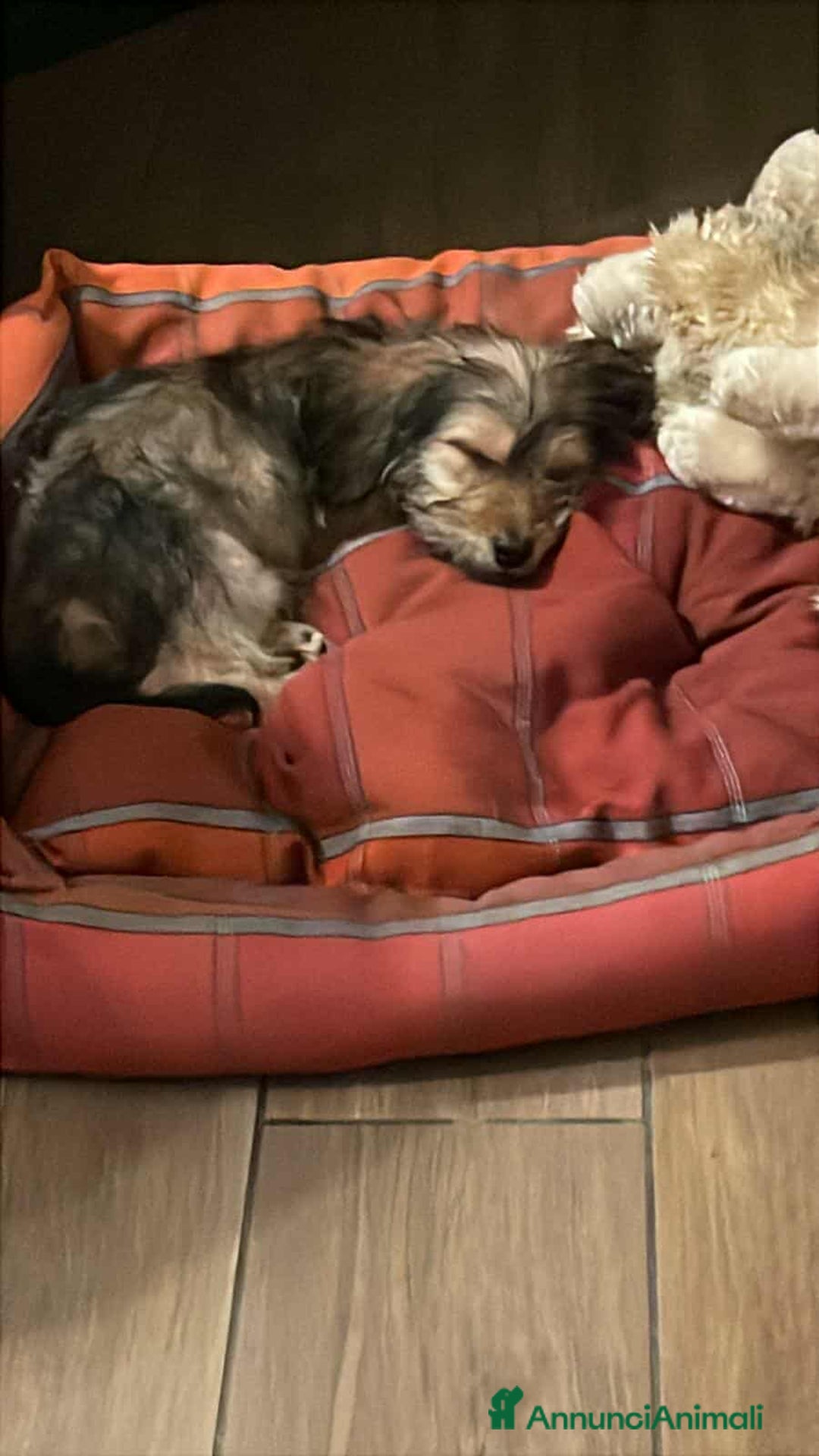 Meticcio cani in regalo: LILY, dolcissima cucciola TG PICCOLA! - Annuncio 7