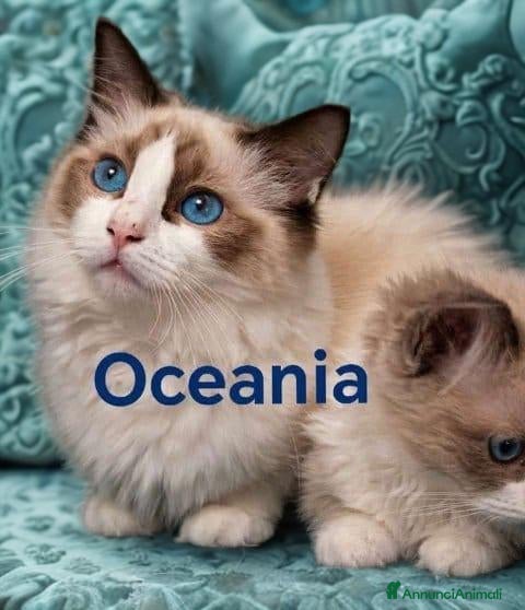 Ragdoll gatti in vendita: Ragdoll cuccioli - Annuncio 20