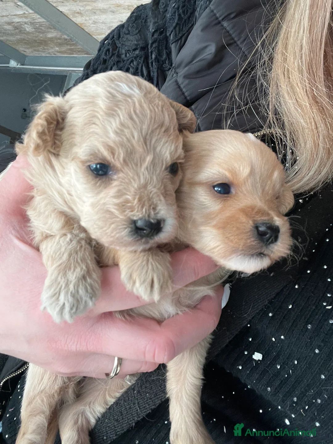 Maltipoo cani in vendita: Maltipoo  - Annuncio 2